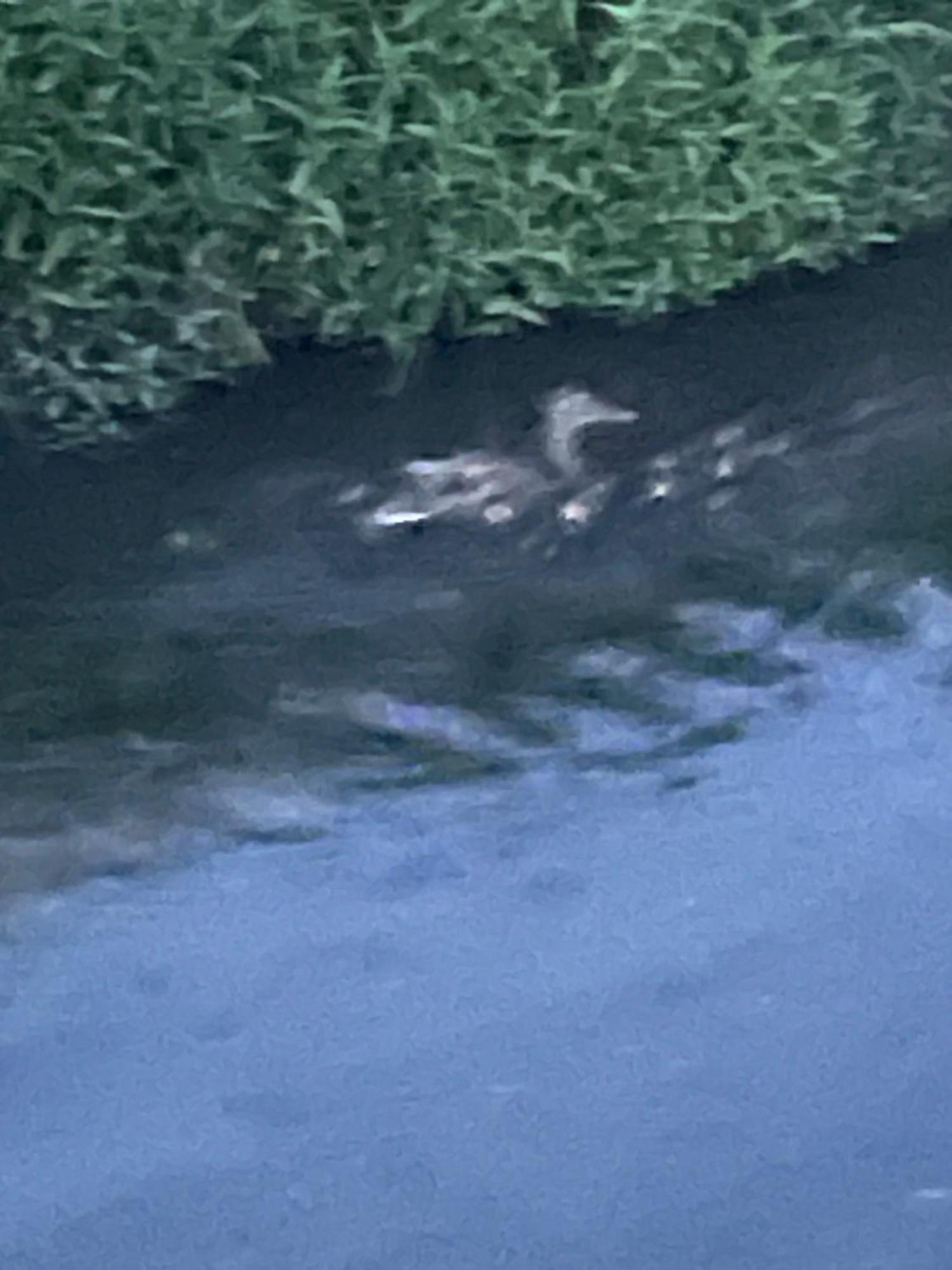 Asso Laghi Di Como Appartamento Di Licinia E Mario מראה חיצוני תמונה